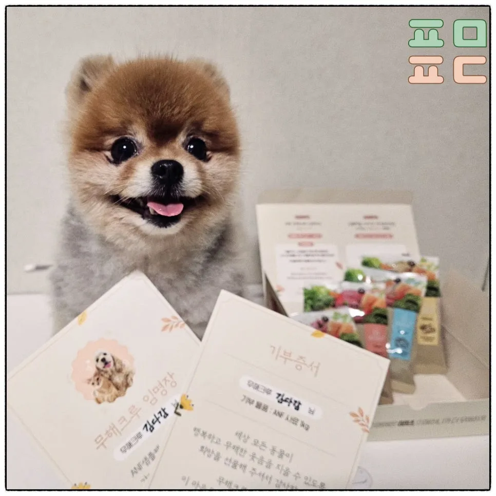 ANF 식스프리 플러스 샘플팩 100원 체험 후기