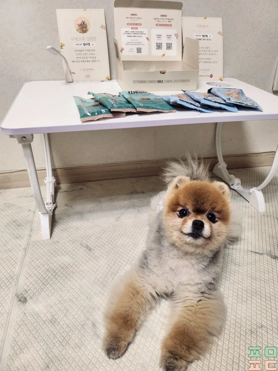 ANF 식스프리 플러스 샘플팩 100원 체험 후기 관련 사진 4