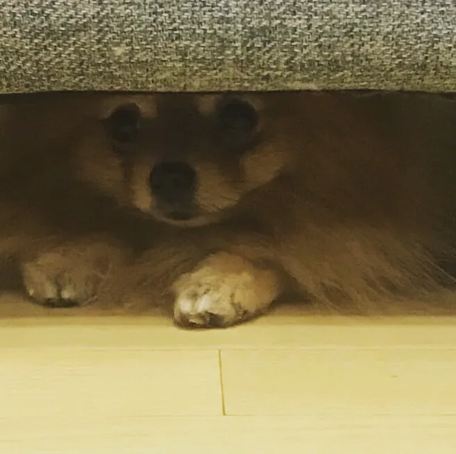 강아지 흥분 가라앉히는 방법, 무시가 핵심