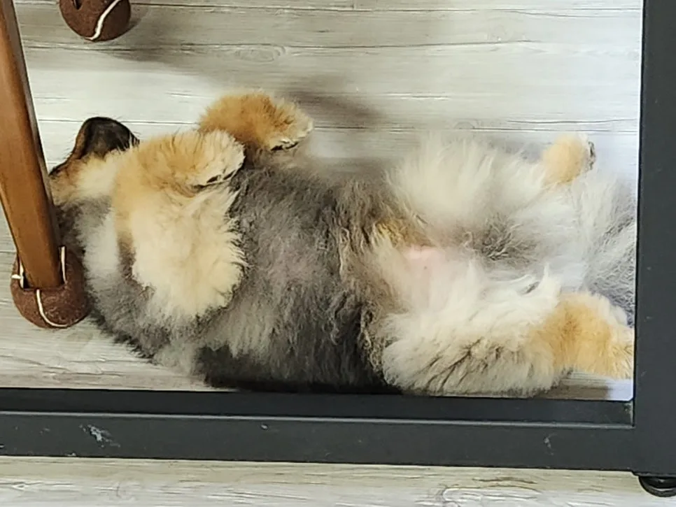 강아지도 꿈을 꿀까? 자다가 움찔거릴 때 대처법