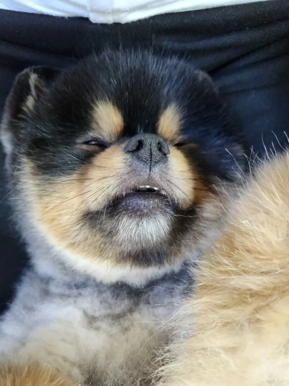 강아지도 꿈을 꿀까? 자다가 움찔거릴 때 대처법 관련 사진 2