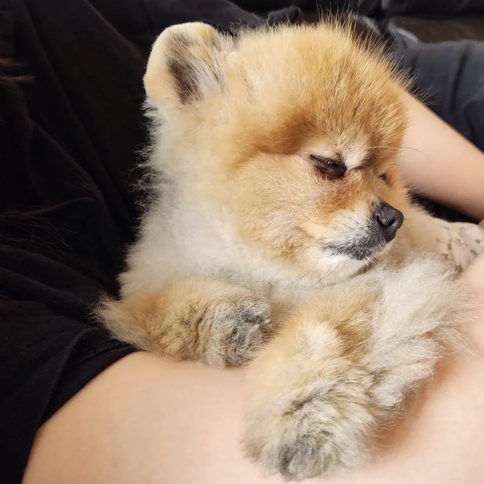 강아지도 꿈을 꿀까? 자다가 움찔거릴 때 대처법 관련 사진 3
