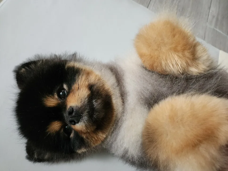 강아지도 꿈을 꿀까? 자다가 움찔거릴 때 대처법 관련 사진 4