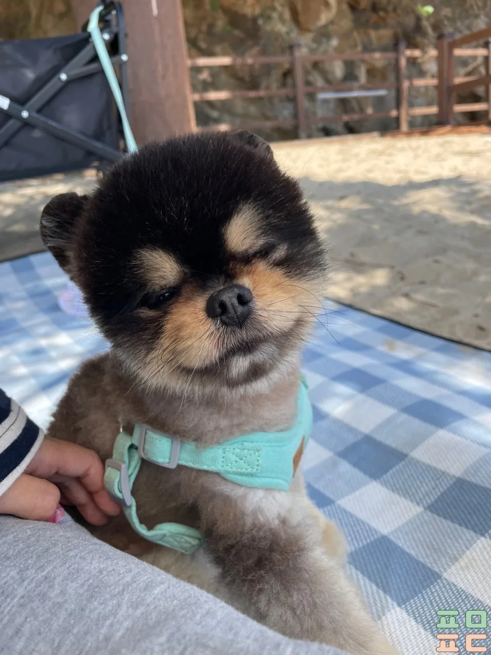 강아지 입냄새 간식, 클로로필 급여 후기 관련 사진 1