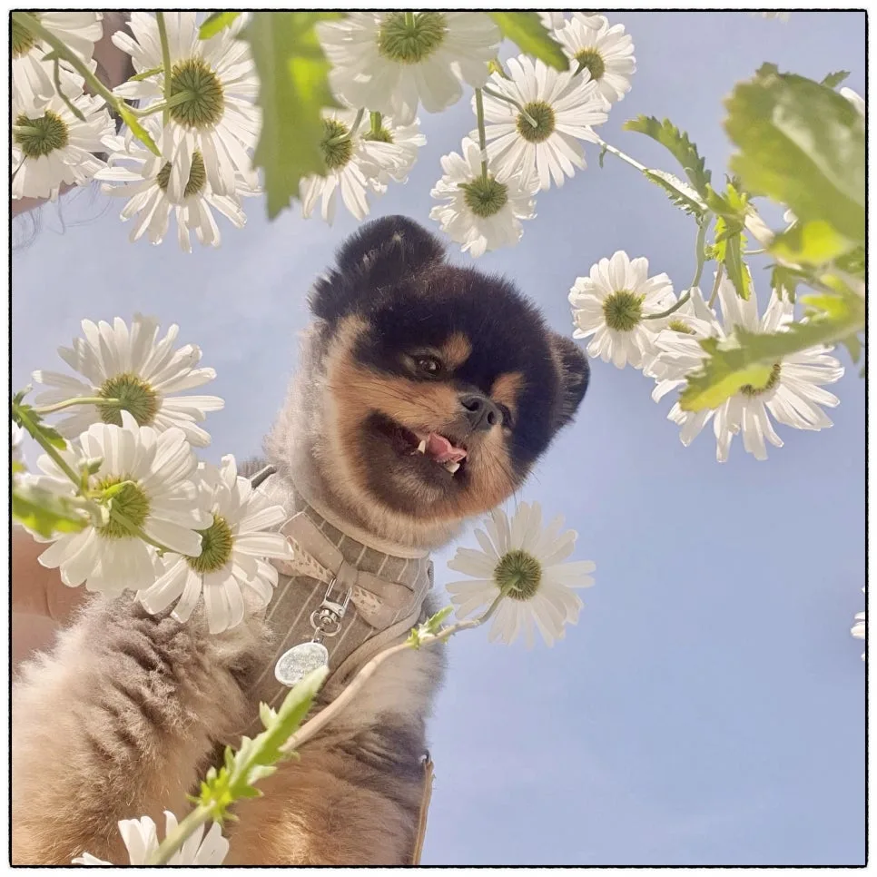 강아지 산책 습관, 기록으로 1일 1산책 지키기