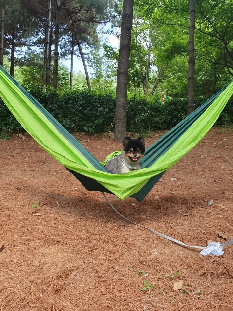 강아지 산책 습관, 기록으로 1일 1산책 지키기 관련 사진 2