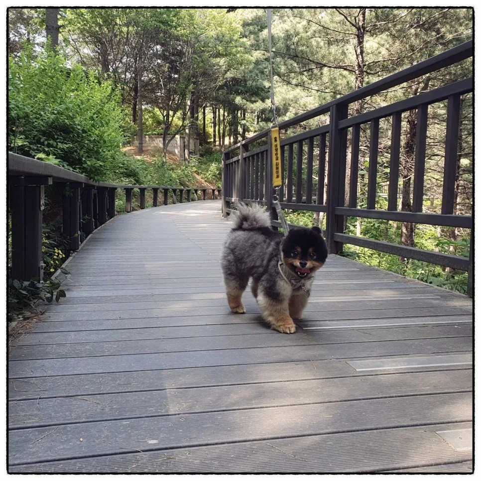 강아지 산책 습관, 기록으로 1일 1산책 지키기 관련 사진 5