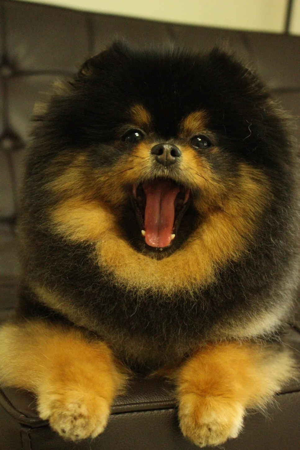 강아지 하루 물 섭취량, 체중별 기준 관련 사진 1