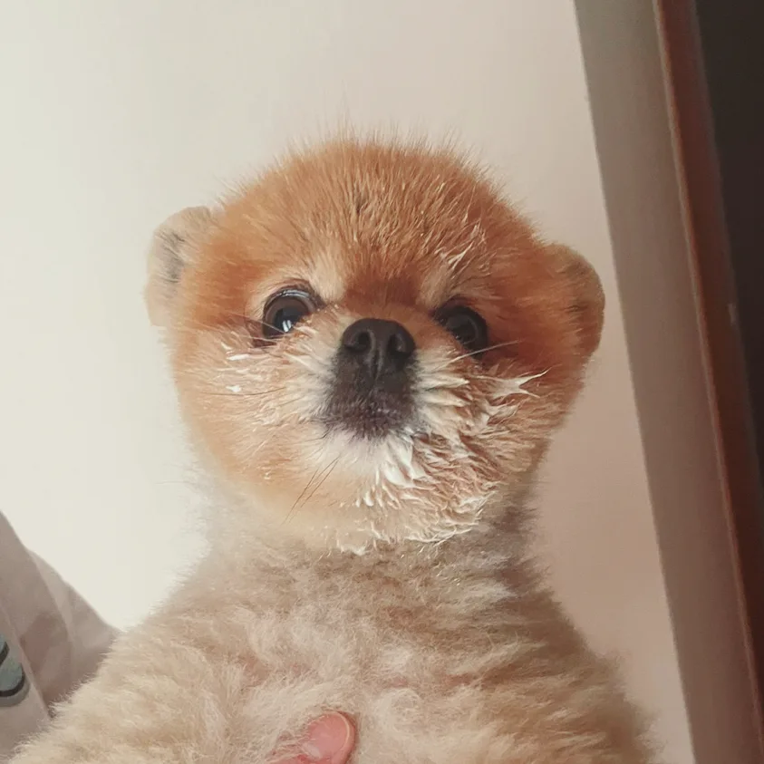 강아지 하루 물 섭취량, 체중별 기준 관련 사진 4
