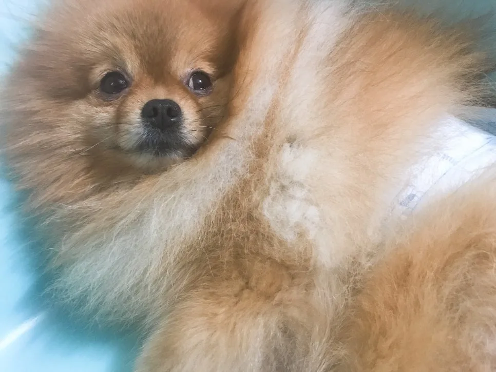강아지 치매 자가진단, CCDR 테스트 방법 관련 사진 3
