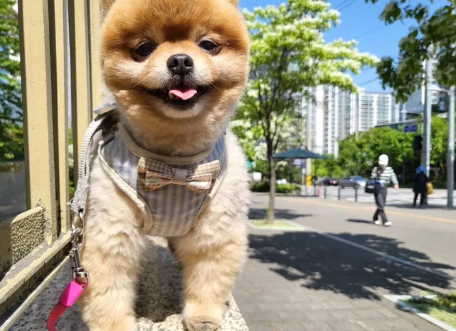 강아지 다이어트 방법, 살찌는 원인부터 감량 속도까지 관련 사진 3