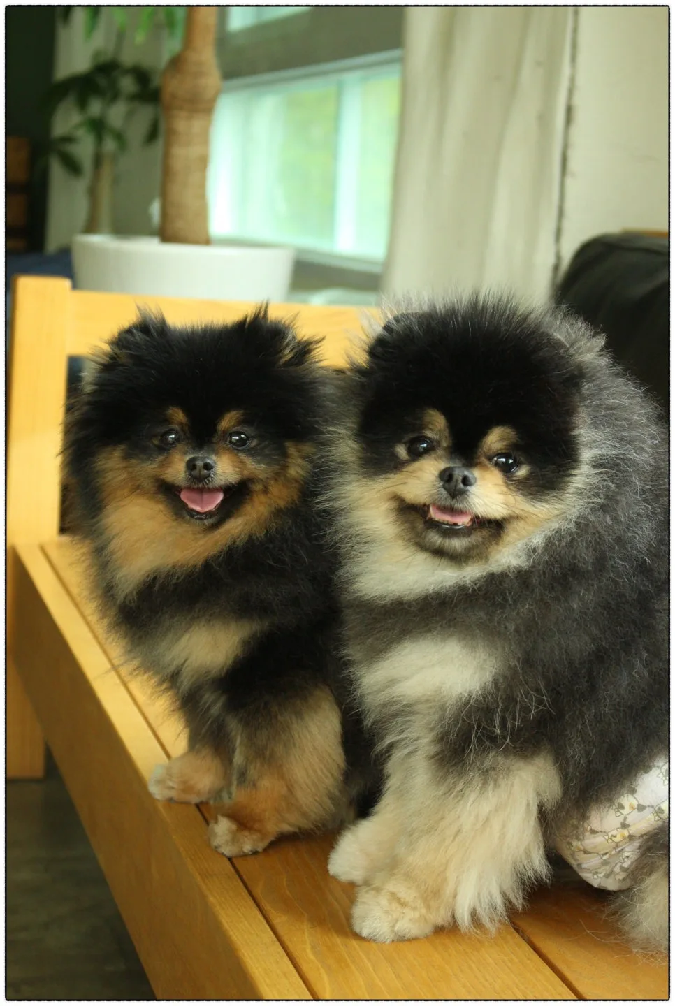 강아지 사료 고르는 법, 연령별 기준 관련 사진 4
