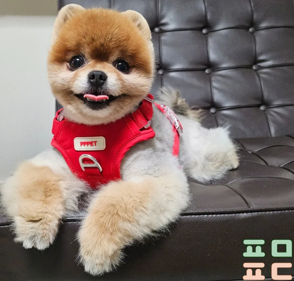 강아지 하네스 고르는 기준과 사이즈 재는 법 관련 사진 3