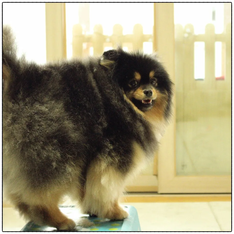 강아지 중성화 시기와 수술 당일 과정 관련 사진 1