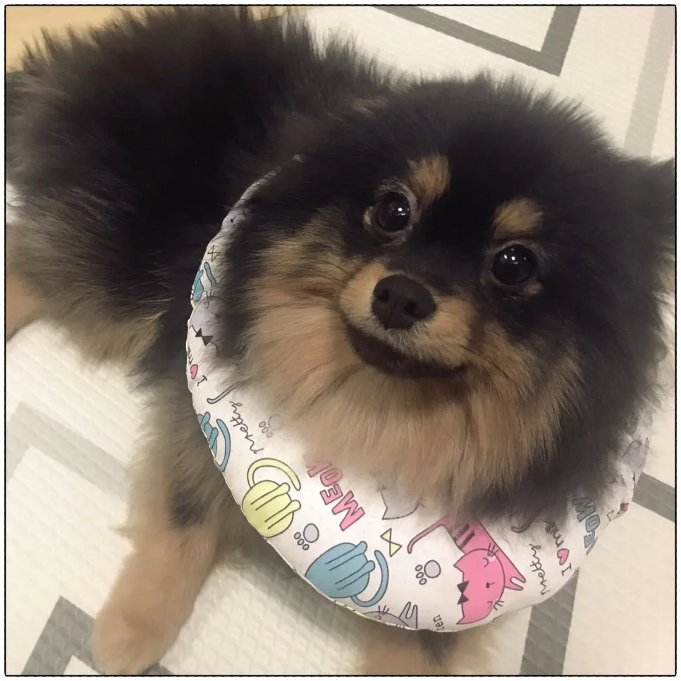 강아지 중성화 시기와 수술 당일 과정 관련 사진 3