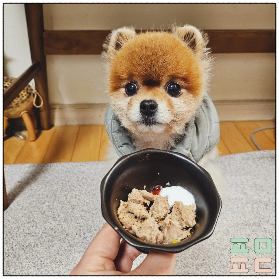강아지 유산균, 언제 챙기고 어떻게 먹일까 관련 사진 6