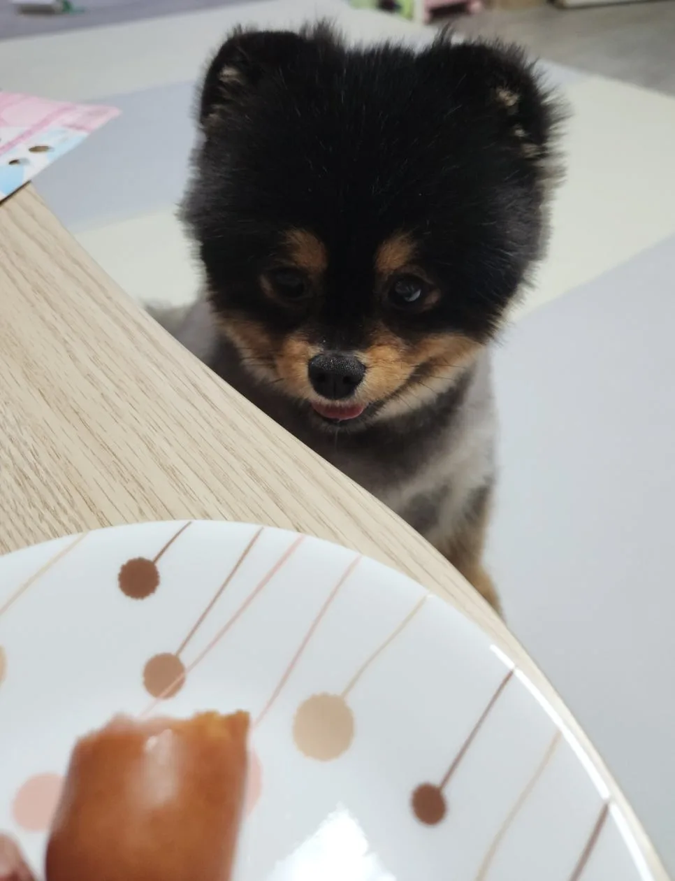 강아지가 사료를 안 먹을 때 원인 구분과 해결 규칙 3가지 관련 사진 2