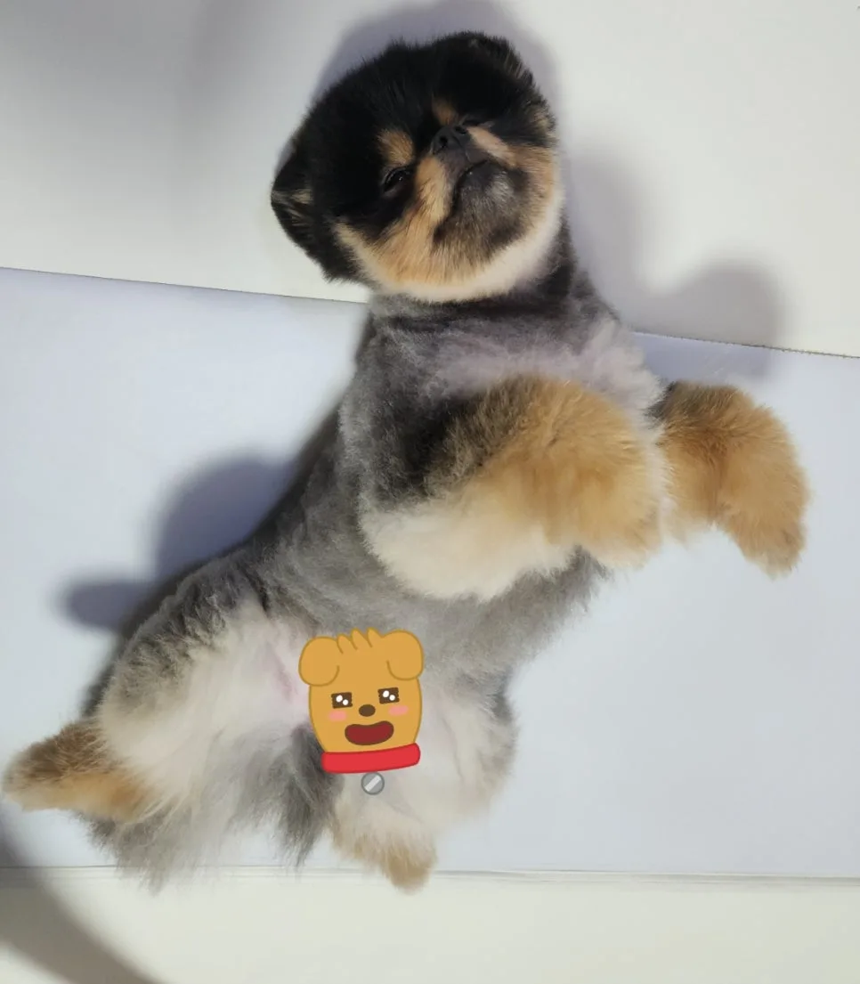 강아지가 사료를 안 먹을 때 원인 구분과 해결 규칙 3가지 관련 사진 3