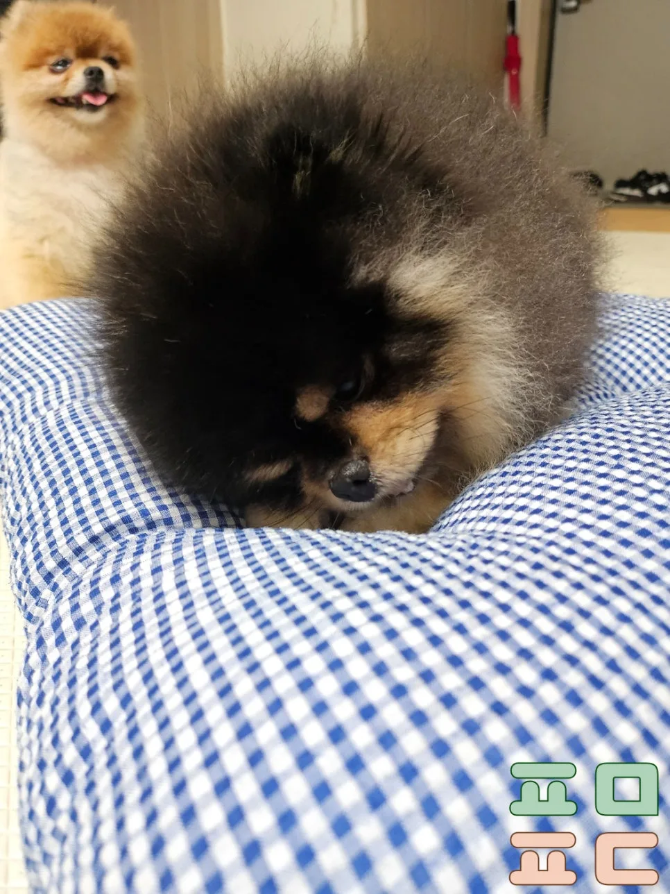 보호자 옷으로 만드는 분리불안 쿠션 사용 후기 관련 사진 4