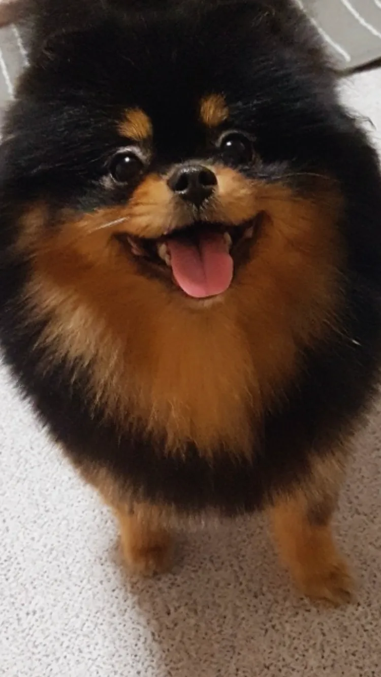 도그쇼 출전 준비, 혈통서와 등록 절차 관련 사진 3