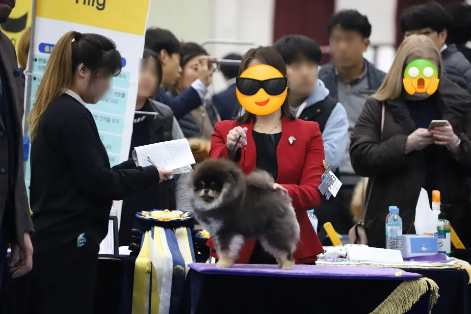 도그쇼 그룹·클래스·타이틀 기준 정리 관련 사진 2