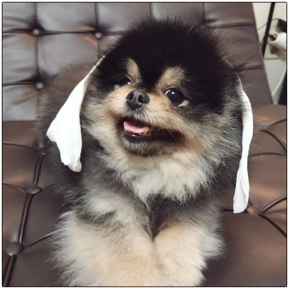 강아지 구충제 종류와 여름철 기생충 예방법 관련 사진 4