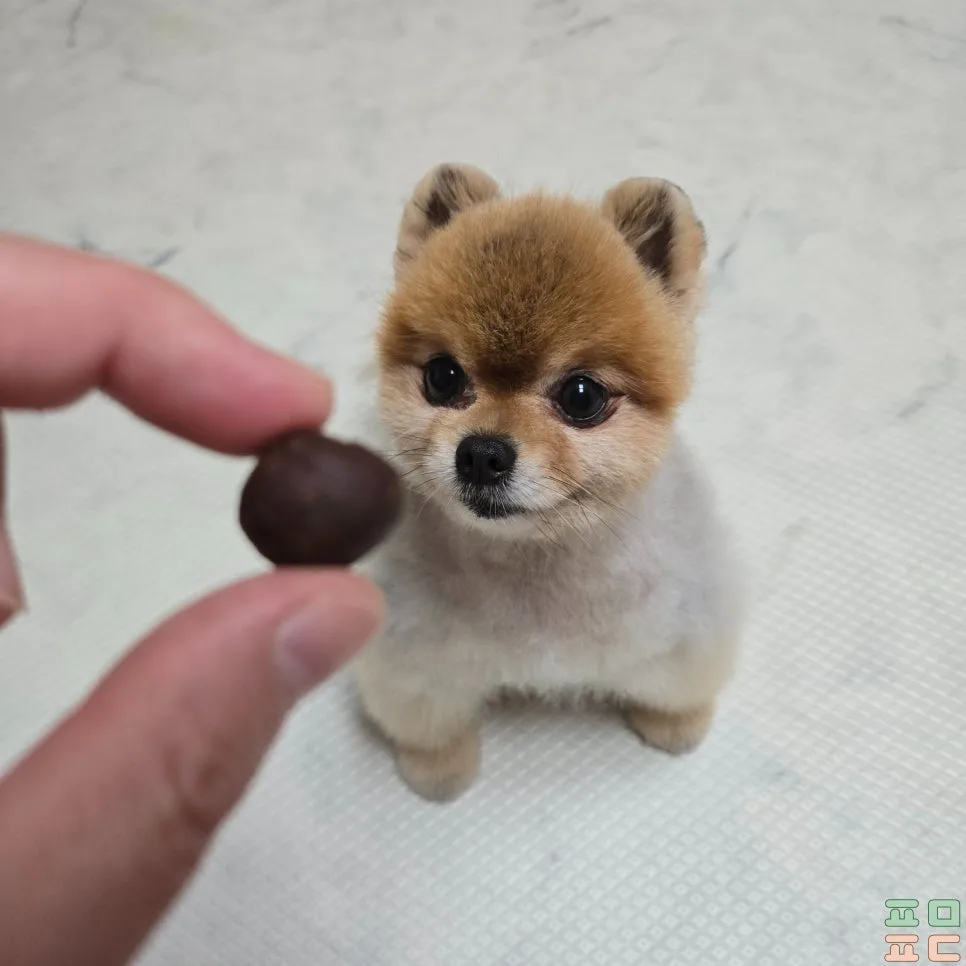 강아지 여름철 보양식, 환 형태 영양제 사용기 관련 사진 4
