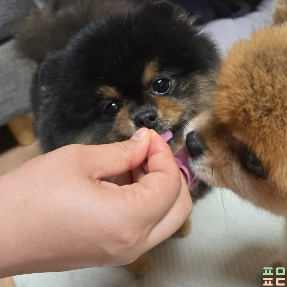 강아지 여름철 보양식, 환 형태 영양제 사용기 관련 사진 5