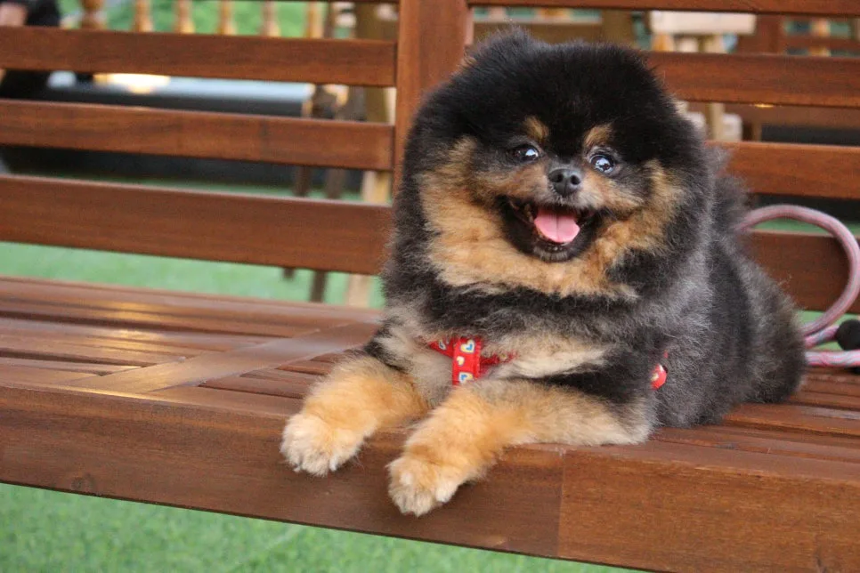 강아지 진드기 제거법, 산책 후 발견했을 때 대처 순서