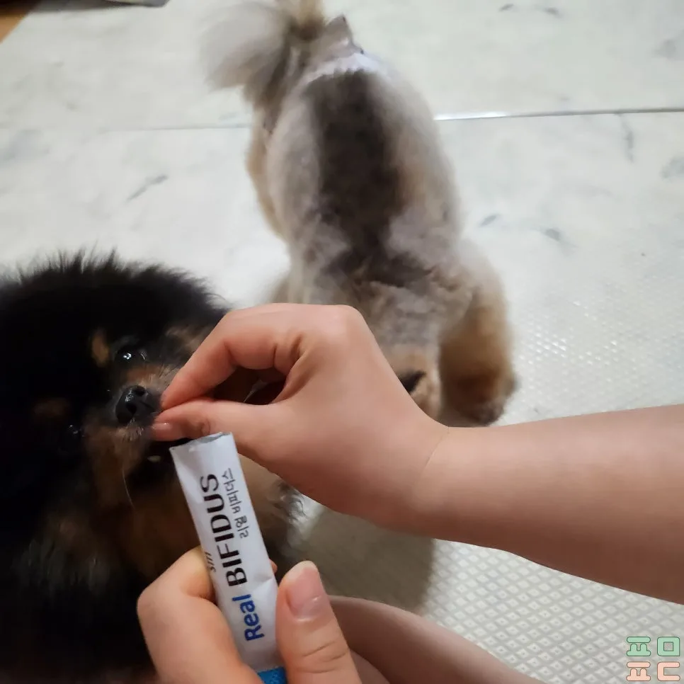 강아지 구토 설사, 집에서 지켜볼 때와 병원 갈 때 관련 사진 2