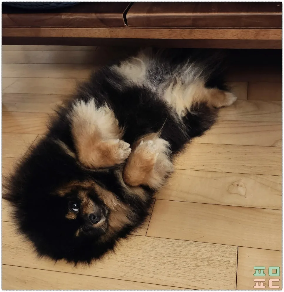 강아지 구토 설사, 집에서 지켜볼 때와 병원 갈 때 관련 사진 3