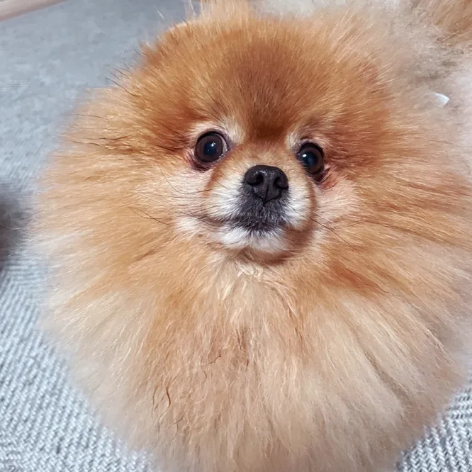 여름철 이중모 강아지 털 밀어도 될까? 포메라니안 털 관리법