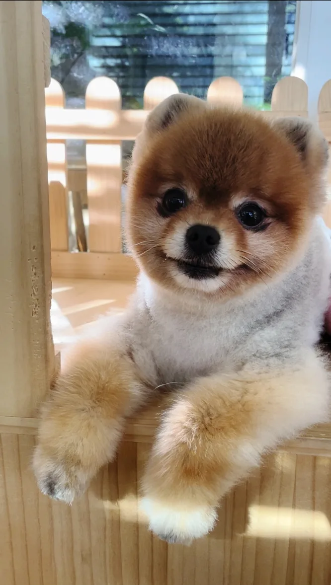 여름철 이중모 강아지 털 밀어도 될까? 포메라니안 털 관리법 관련 사진 3