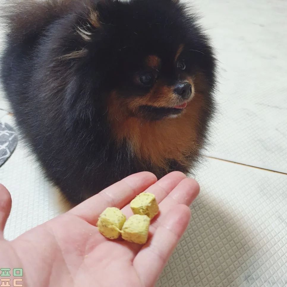오징어 동결건조 간식, 급여법 3가지와 급여량 관련 사진 2