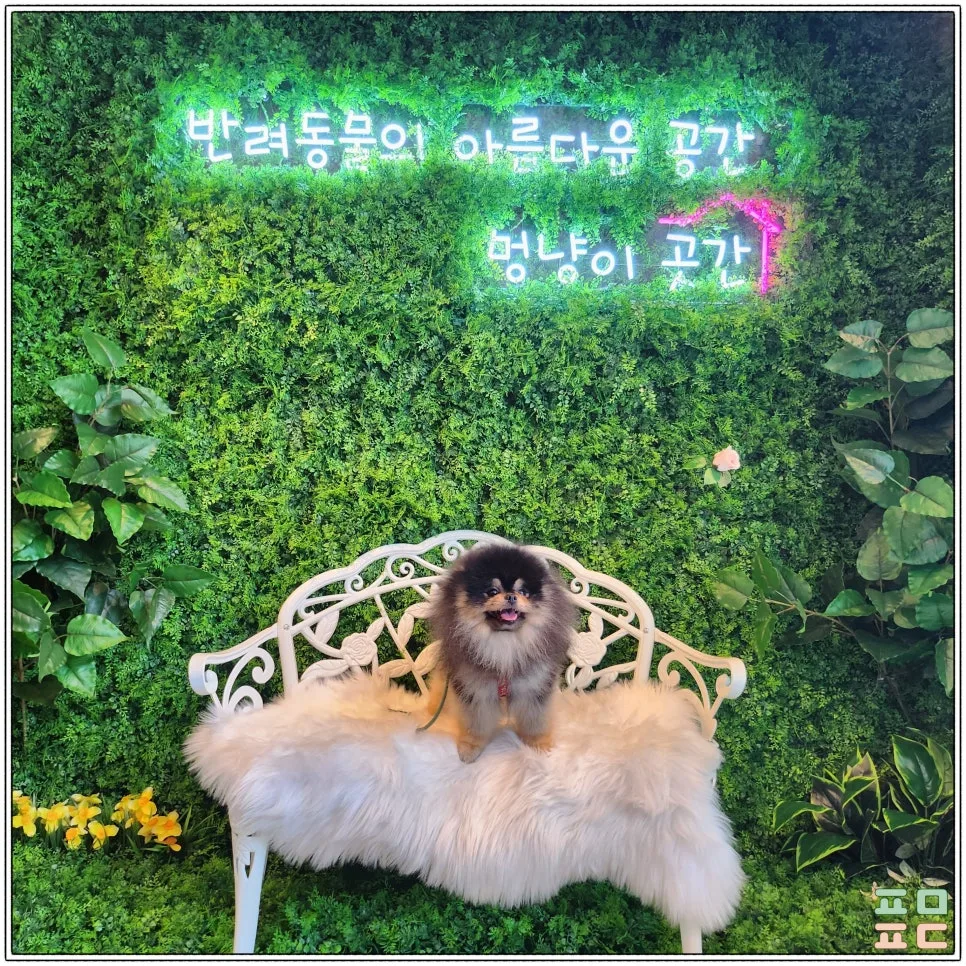 하남 애견동반 용품점 멍냥이곳간 방문 가이드 관련 사진 3