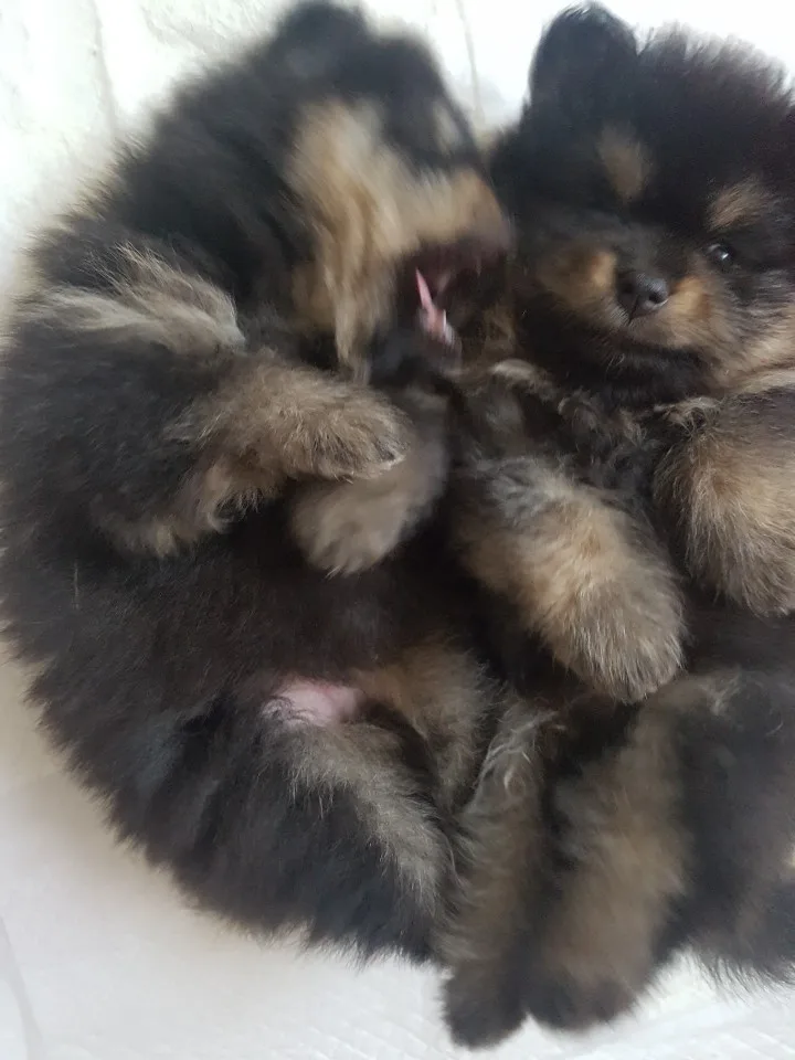 신생아 강아지 분유 먹이는 법, 젖병 선택부터 수유 간격까지 관련 사진 4