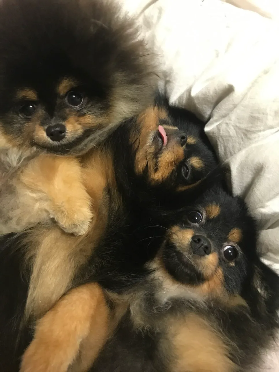 포메라니안 성장기, 3~6개월 변화 정리