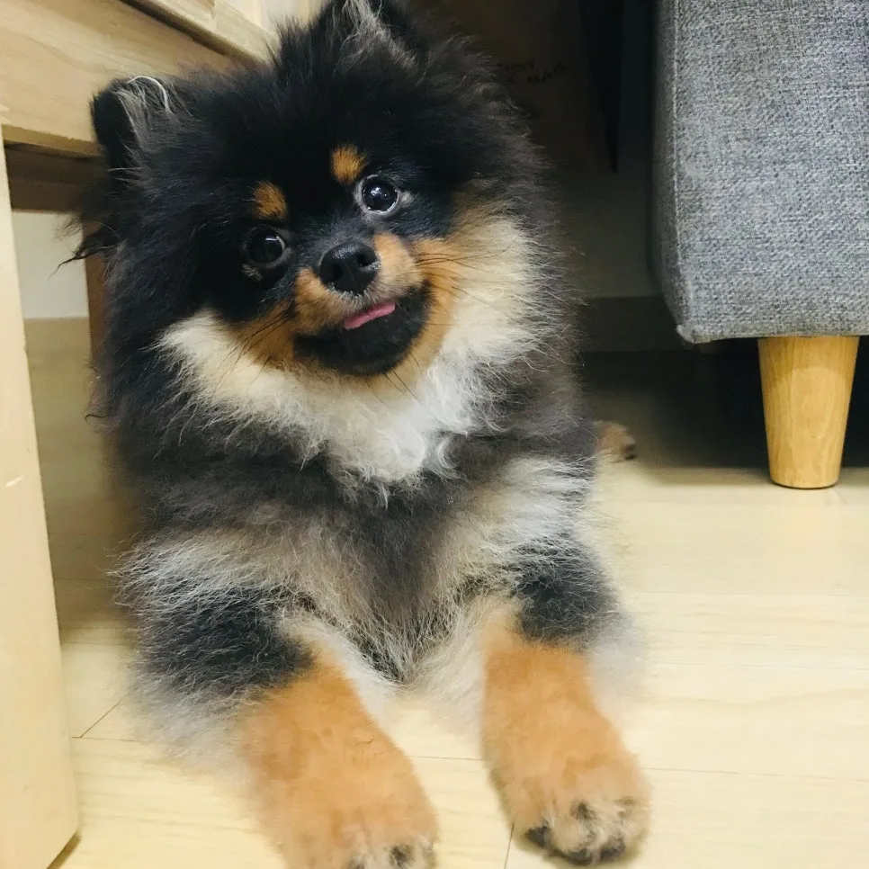 포메라니안 성장기, 3~6개월 변화 정리 관련 사진 3