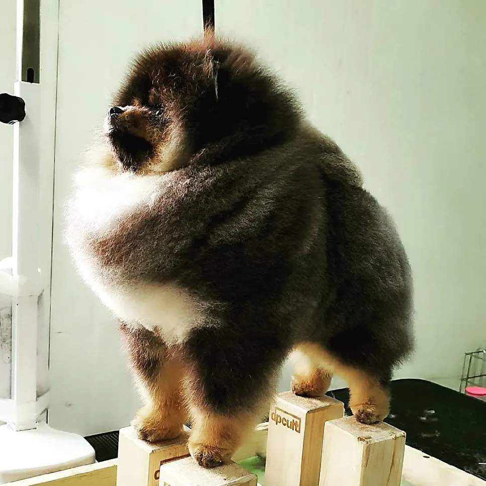 포메라니안 성장기, 3~6개월 변화 정리 관련 사진 4