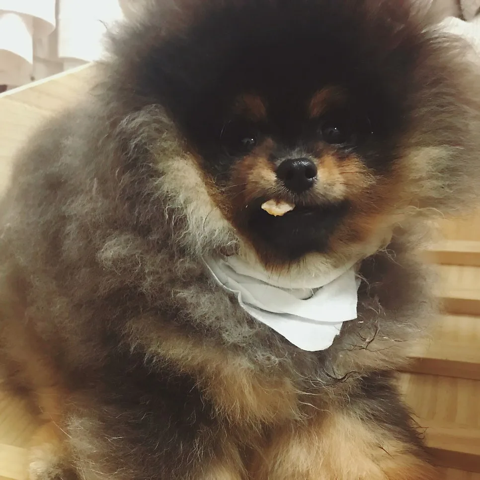 포메라니안 성장기, 3~6개월 변화 정리 관련 사진 5
