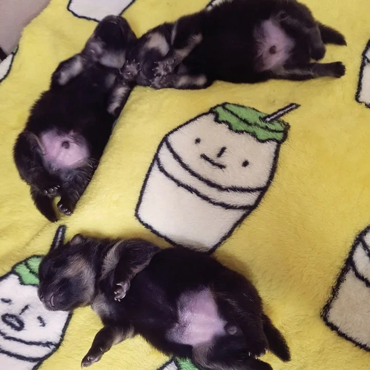 강아지 생후 4주~12주 성장 과정, 시기별 변화와 돌보기