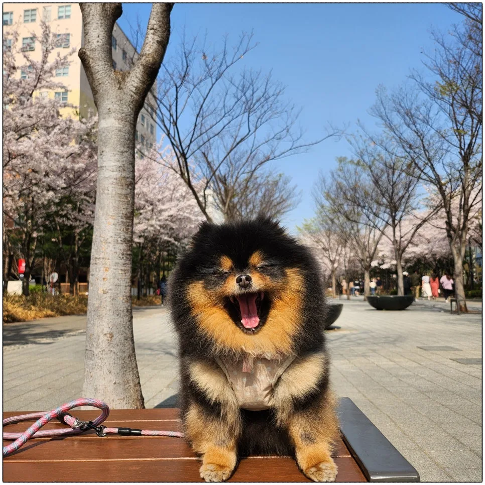 강아지 사회화 시기, 접종 전에 나가도 될까