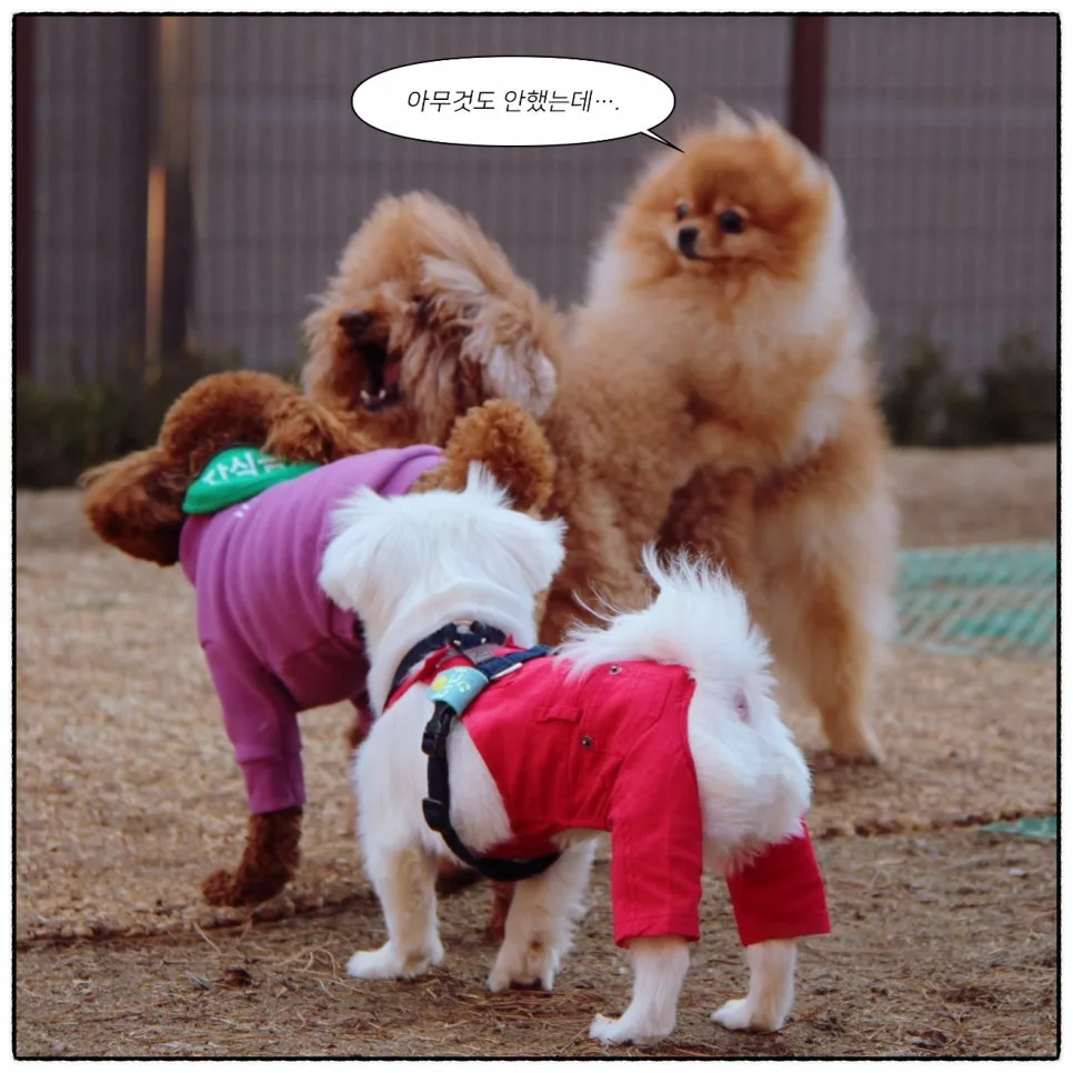 강아지 사회화 시기, 접종 전에 나가도 될까 관련 사진 2