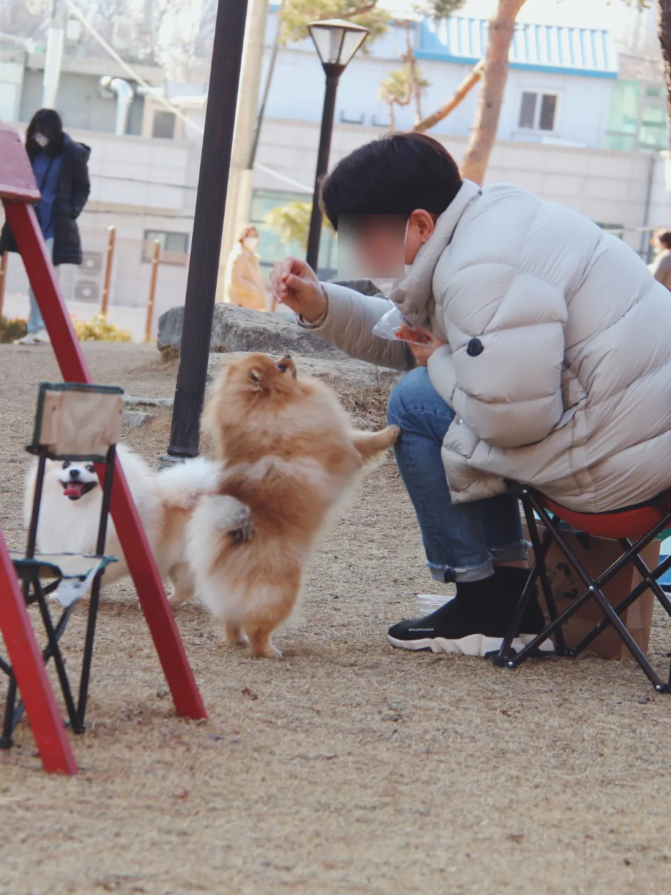 강아지 사회화 시기, 접종 전에 나가도 될까 관련 사진 3