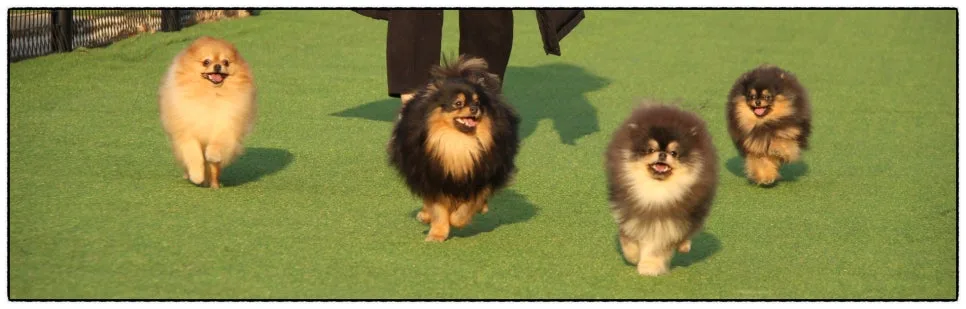 강아지 사회화 시기, 접종 전에 나가도 될까 관련 사진 4
