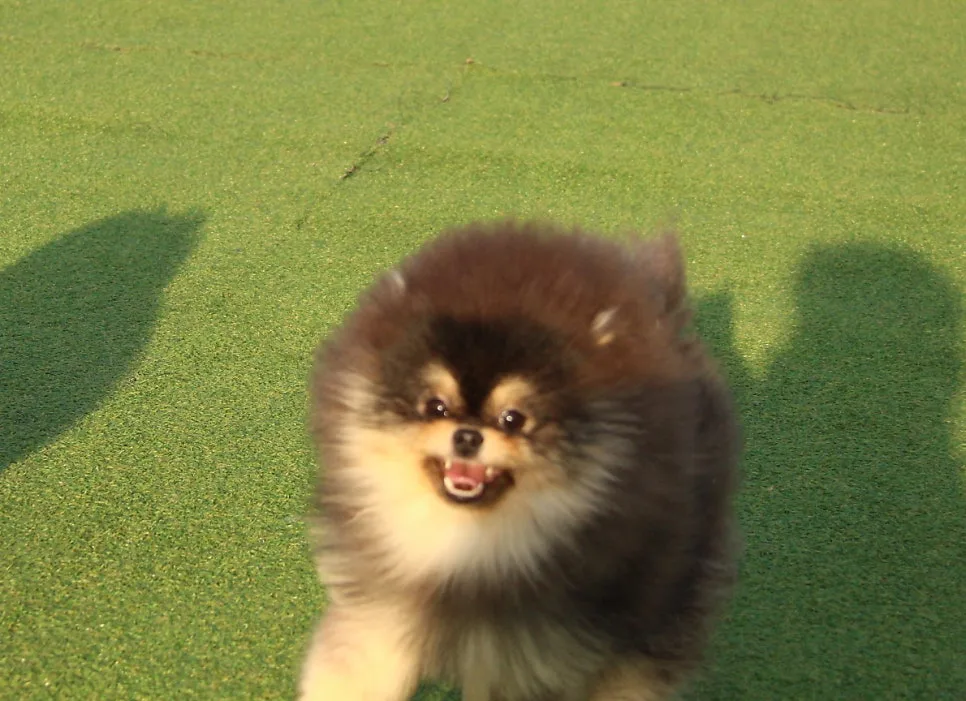 수원 애견동반 고깃집 화홍문갈비 방문 정보 관련 사진 2